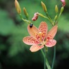 Blackberry lily