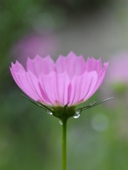 雨上がりの朝