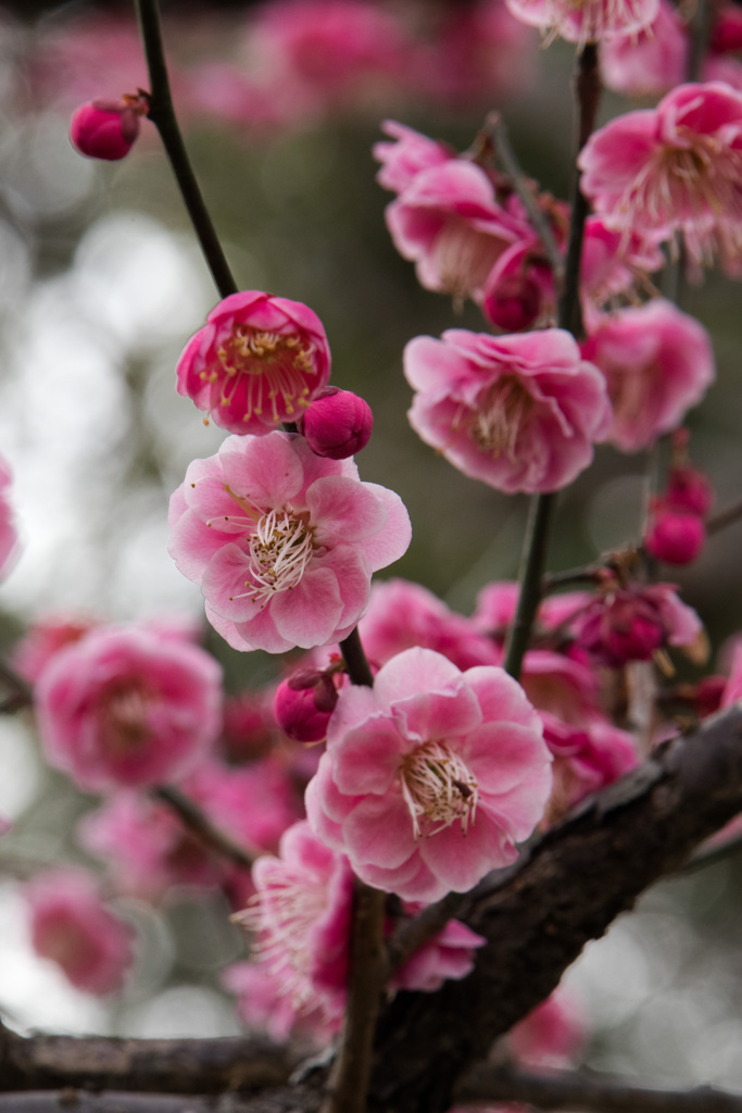 春さればまず咲く梅の花　その１