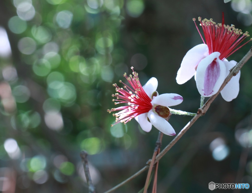 フェイジョア　その１