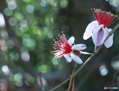 フェイジョア　その１