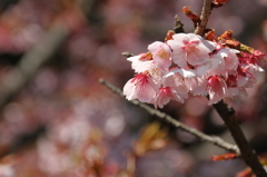 夢の桜　その１