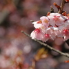 夢の桜　その１