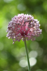 開花完了ニンニクの花