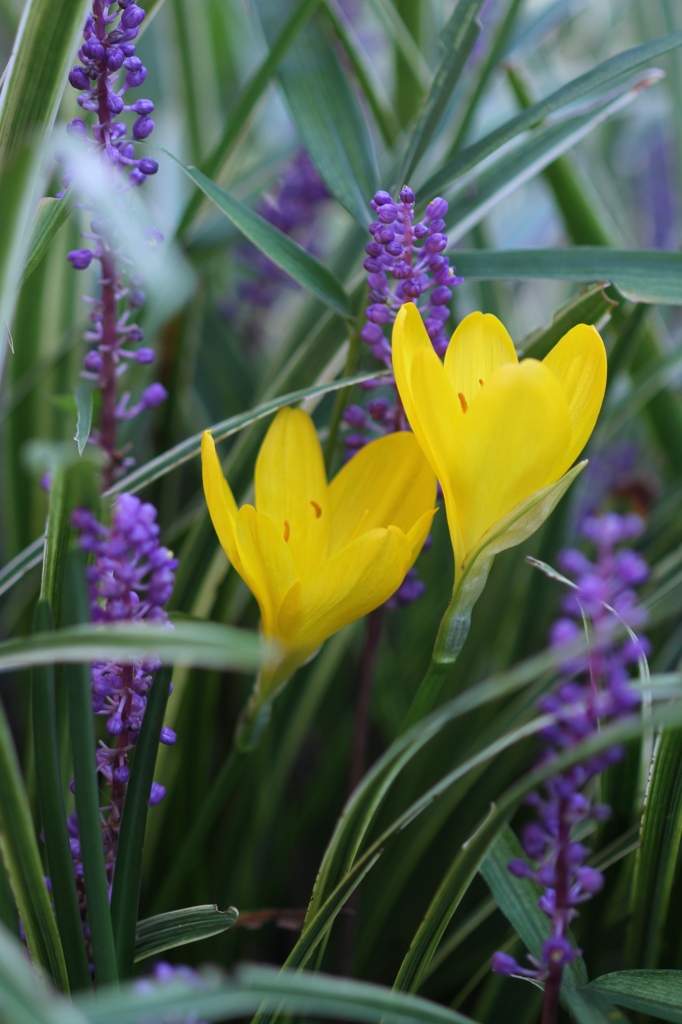 あなたを愛しています 花言葉 その２ By Mako T Id 写真共有サイト Photohito