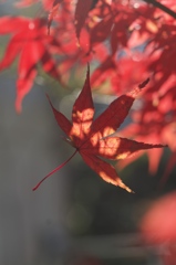 手のひらに太陽を