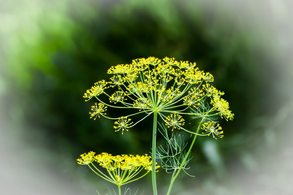 フェンネルの花