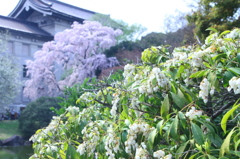 アセビ