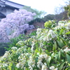 アセビ