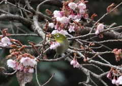 寒桜にメジロ