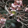 寒桜にメジロ