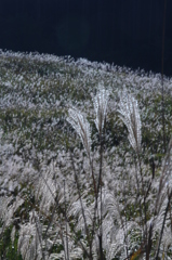 仙石原ススキの原　その１