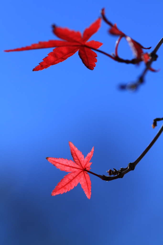 The Last Leaves