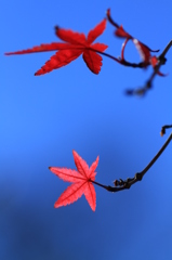 The Last Leaves