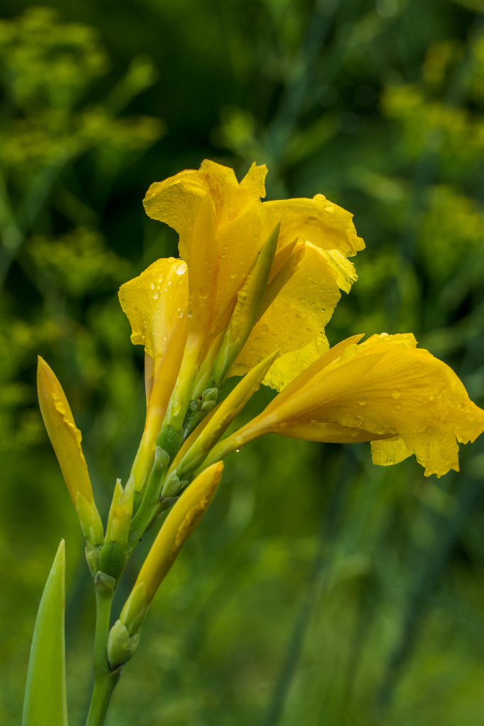 梅雨空に明るく　その２