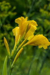 梅雨空に明るく　その２