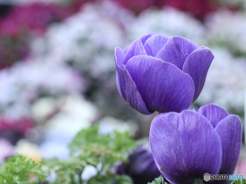 Windflower