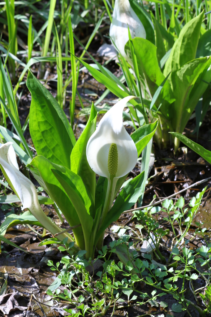 ♪水芭蕉の花が咲いている　その１