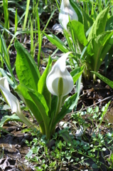 ♪水芭蕉の花が咲いている　その１