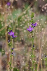 荒れ地の花　その２