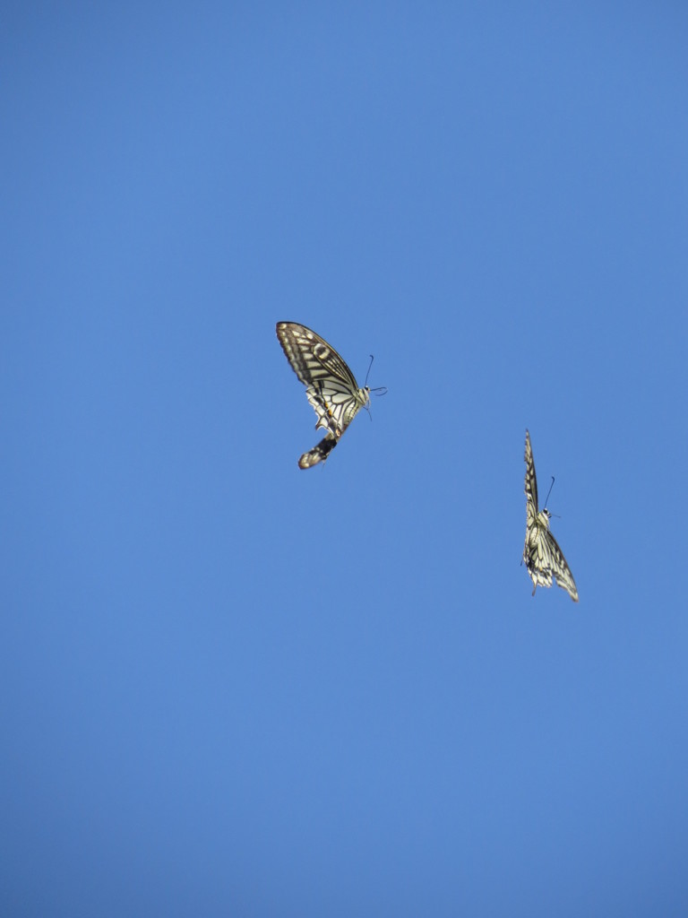 求愛ダンス　その１