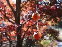 ちょっと寂しい秋景色