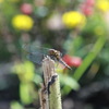 花はなくとも