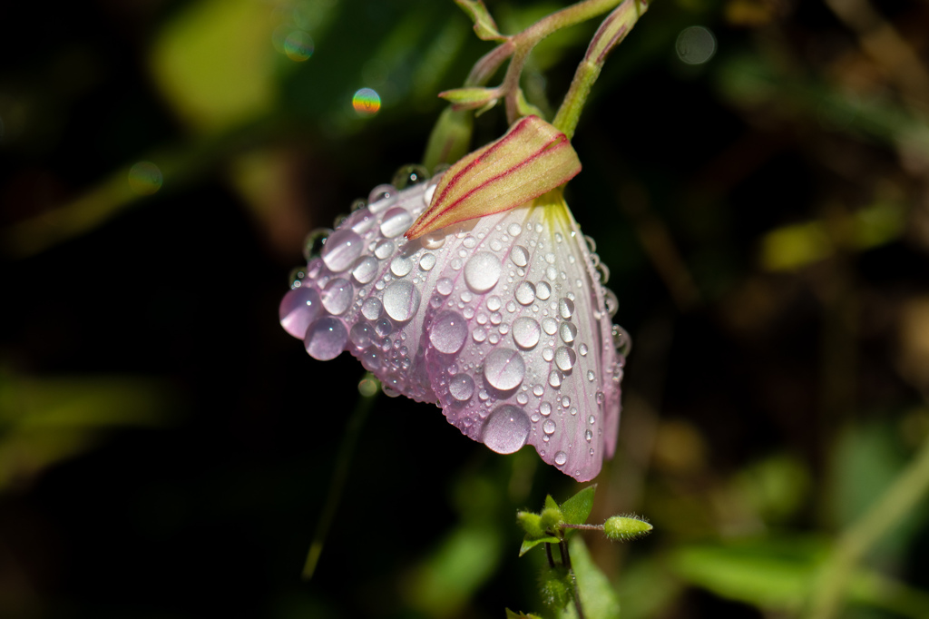 雨上がりの朝