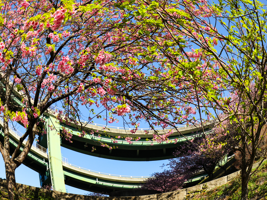 河津七滝ループ橋　その１