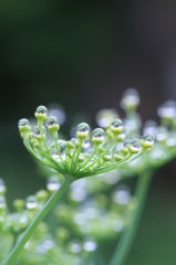 raindrop jewelry  その５