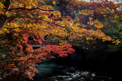 中野神社の紅葉　その２
