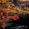 中野神社の紅葉　その２