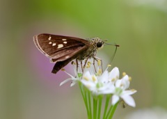 ニラの花に