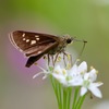 ニラの花に
