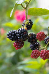 ブラックベリー