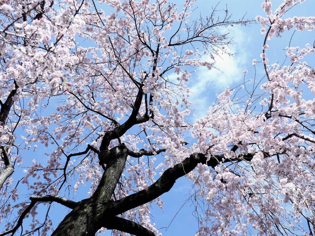 見上げる枝垂