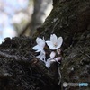 古木の胴吹き