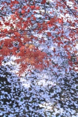 若葉燃ゆ　その２