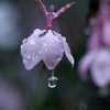 雨の合間に　その１