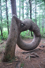 〆の木