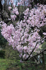 正福寺桜　その２