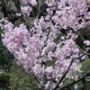 正福寺桜　その２
