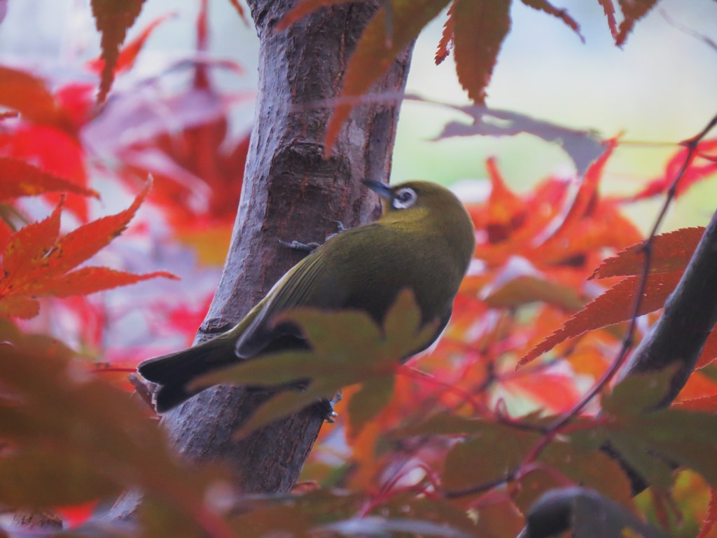 カエデにメジロ