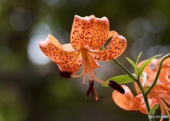 tiger lily
