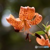 tiger lily