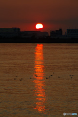 夕陽に遊ぶ