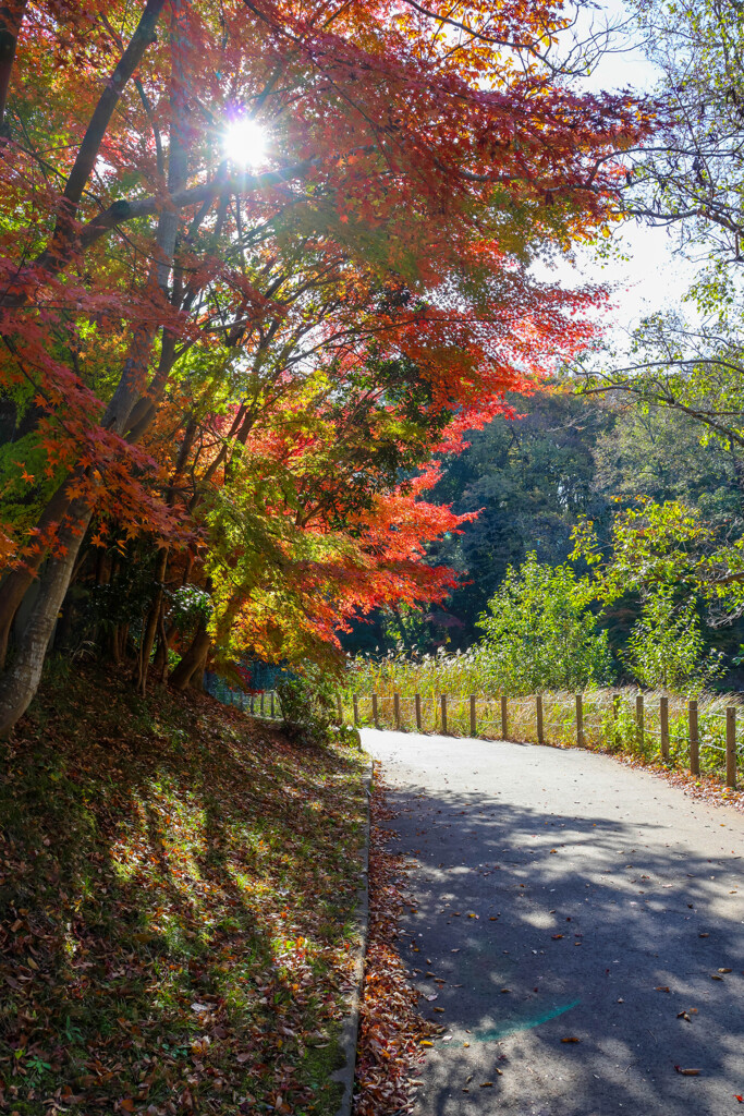 大町公園の紅葉