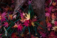 紅葉終焉へ　その６