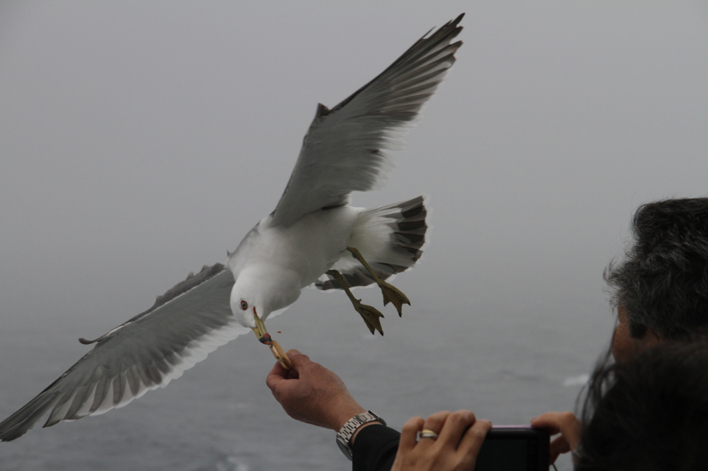 いただきます！
