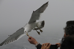 いただきます！